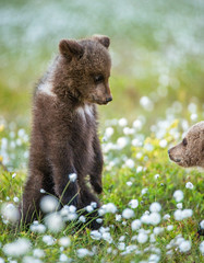 Bear Cub stands on its hind legs. Brown bear ( Scientific name: Ursus arctos) cubs playing on the swamp in the forest. White flowers on the bog in the summer forest. © Uryadnikov Sergey