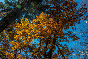 the mountain autumn landscape with colorful forest