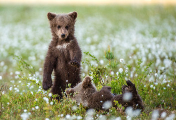 Bear Cub stands on its hind legs. Brown bear ( Scientific name: Ursus arctos) cubs playing on the...