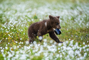 Fototapeta premium Walking Brown bear cub with lens hood. Bog with white flowers in the summer forest. Scientific name: Ursus arctos.