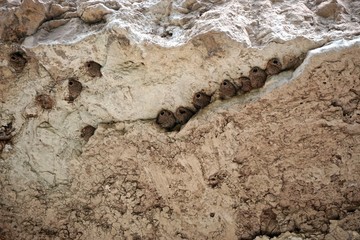 Camp Verde, AZ, USA: Cliff swallow (Petrochelidon) mud nests in crevices at the Montezuma Castle National Monument, built between approximately 1100 and 1425 AD by native peoples of the US southwest.