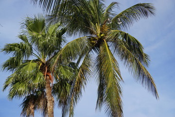 Fototapeta na wymiar beaches water rocks lighthouse palm trees islands ropes 