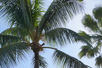Fototapeta premium beaches water rocks lighthouse palm trees islands ropes 