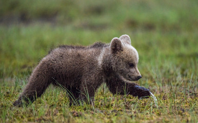 Obraz na płótnie Canvas Walking Brown bear cub on the bog in the summer forest. Sceintific name: Ursus arctos.