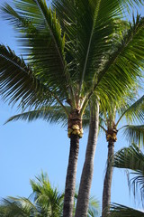Fototapeta premium beaches water rocks lighthouse palm trees islands ropes 