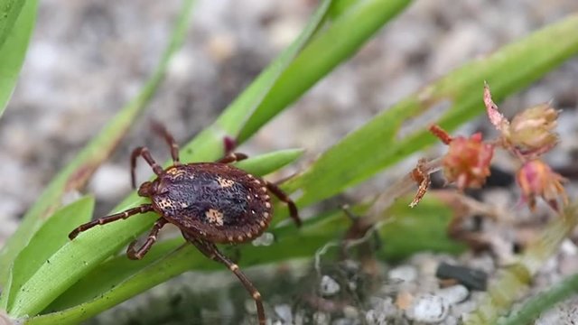 Kangaroo Tick crawling over a plant. Macro 120fps