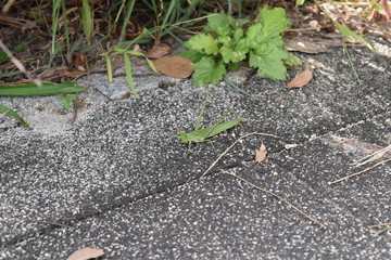 ショウリョウバッタ