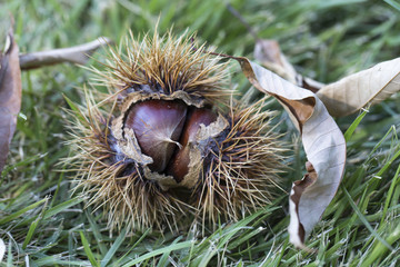 chestnuts in burrs