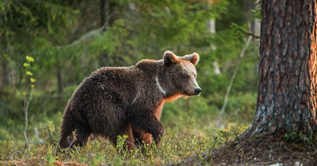 Brown bear cub in the summer forest.  Scientific name: Ursus arctos.
