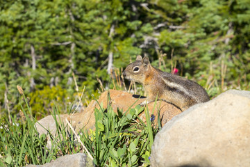 squirrel in the park