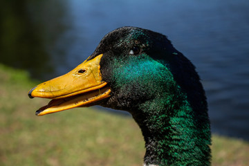 Approach of a duck head. Detail of the beak.