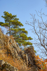 the mountain autumn landscape with colorful forest
