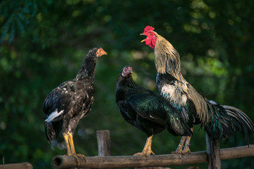 yellow cock is crowing