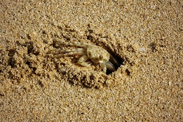 Little Crab on the Beach in Oahu, Hawaii