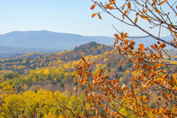 the mountain autumn landscape with colorful forest