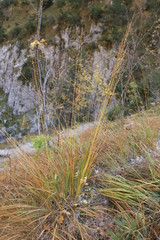 Mountain grass in autumn
