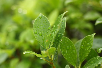 green plant background in the morning