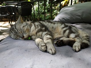 sleep cat in a bed in the coffee shop