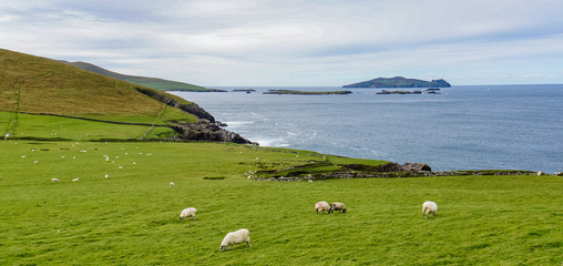 green fields and pasture with grazing sheep along the rugged Irish coast  © vermontalm