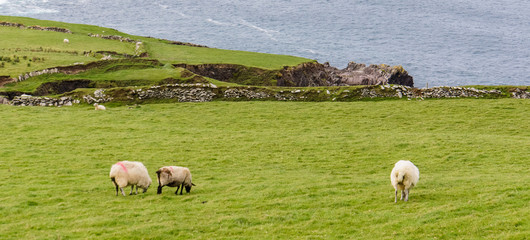 green fields and pasture with grazing sheep along the rugged Irish coast 