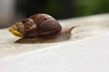 big snail macro view