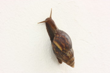 big snail on the white wall