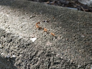 many red ant on the wall