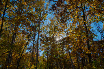 the mountain autumn landscape with colorful forest