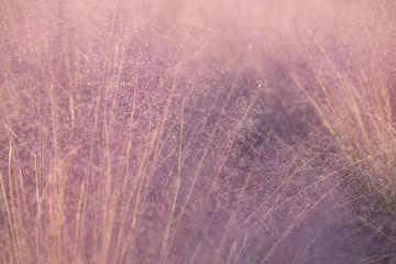 pink muhly Grass. reed. pink color background.
