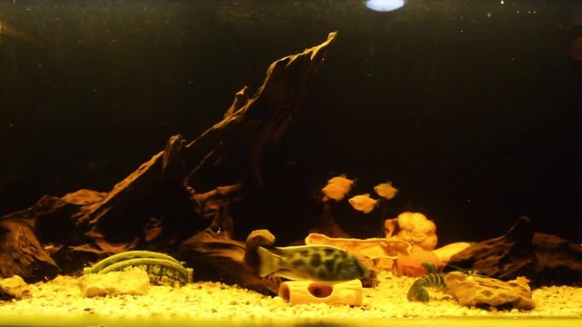 Fresh water aquarium