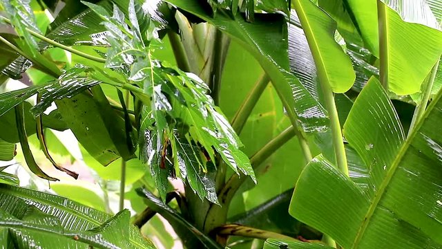 Tropical Rain falling on Banana & Pappaya tree leaves in Thailand