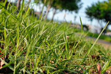 Blades of grass in a park.