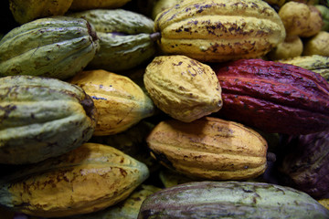 Colorful raw Colombian Cacao fruit pods, which contain the cacao bean