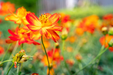Fototapeta premium cosmos flower field under beautiful light