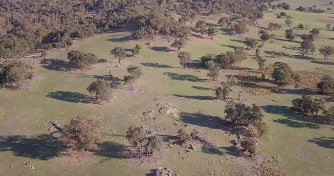 Aerial flight over forest in Australia with trees and mountains in  background, long distance shot moving forward and tilt down