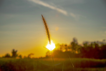 flowers grass in the evening with sunset background