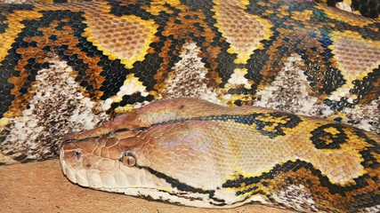 A Python on Display at a Garden in South Dakota