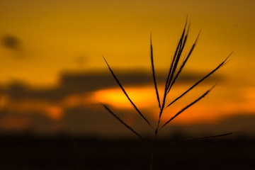 sunset in the field