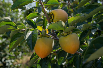 Persimmon in fiels
