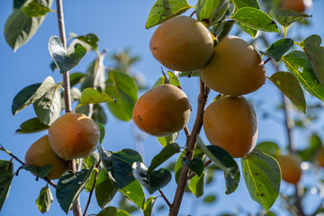 Persimmon in fiels
