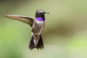 Black-Chinned Hummingbird with Throat Aglow While Hovering in Flight