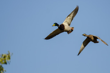 Pair of Mallard Ducks Flying Over the Autumn Trees