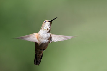 Fototapeta premium Adorable Little Rufous Hummingbird Hovering in Flight Deep in the Forest