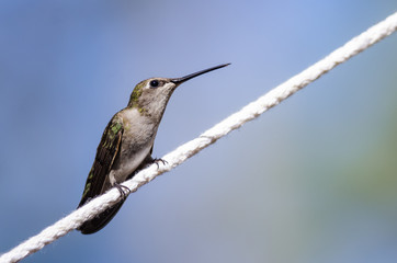 Black-Chinned Hummingbird Perched on a Piece of White Clothesline