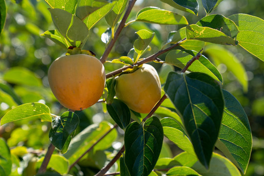 Persimmon in fiels
