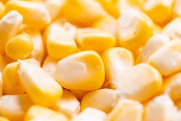 Corn texture. Yellow corns as background.