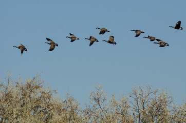 Flock of Canada Geese Flying Low Over the Marsh