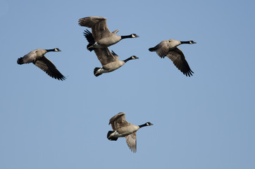 Flock of Canada Geese Flying in a Blue Sky