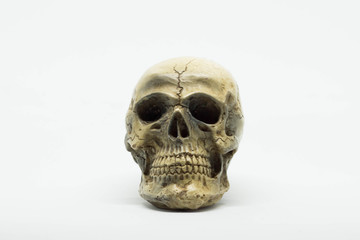 Obraz premium skull on brown vintage paper