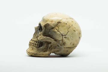 skull on brown vintage paper